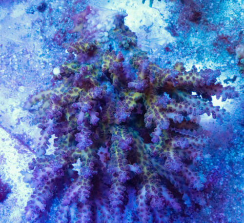 전국산호분양 아크로 분양, 산호분양포털 주세요닷컴 No1343871