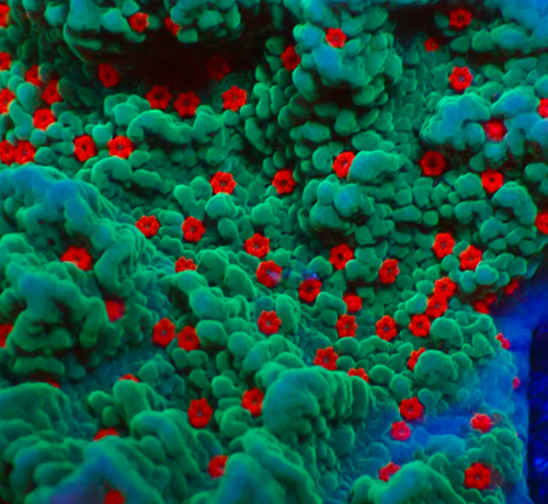 전국산호분양 몬티포라 분양, 산호분양포털 주세요닷컴 No1343873